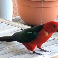 Alisterus scapularis (Australian King-Parrot) at Sutton, NSW - 14 Dec 2018 by Whirlwind