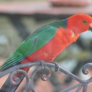 Alisterus scapularis at Sutton, NSW - 14 Dec 2018