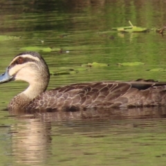 Anas superciliosa (Pacific Black Duck) at Sutton, NSW - 10 Feb 2019 by Whirlwind
