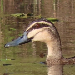 Anas superciliosa at Sutton, NSW - 11 Feb 2019 02:11 AM