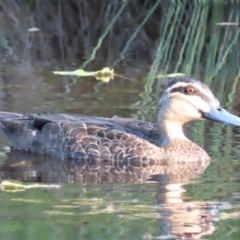 Anas superciliosa at Sutton, NSW - 11 Feb 2019 02:11 AM