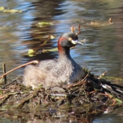 Tachybaptus novaehollandiae (Australasian Grebe) at Sutton, NSW - 12 Feb 2019 by Whirlwind