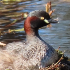 Tachybaptus novaehollandiae at Sutton, NSW - 12 Feb 2019