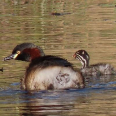 Tachybaptus novaehollandiae (Australasian Grebe) at Sutton, NSW - 2 Mar 2019 by Whirlwind