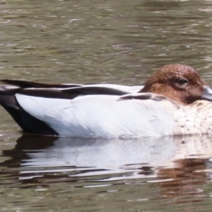 Chenonetta jubata at Sutton, NSW - 1 Mar 2019