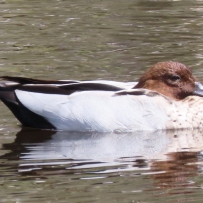 Chenonetta jubata (Australian Wood Duck) at Sutton, NSW - 1 Mar 2019 by Whirlwind