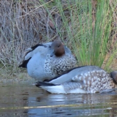 Chenonetta jubata at Sutton, NSW - 1 Mar 2019 12:00 AM