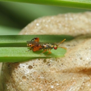 Podagrionini (tribe) at Acton, ACT - 6 Apr 2019 12:18 PM