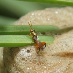 Podagrionini (tribe) at Acton, ACT - 6 Apr 2019