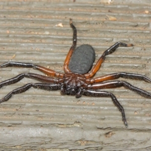 Hemicloea sp. (genus) at Hackett, ACT - 6 Apr 2019