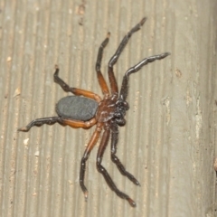 Hemicloea sp. (genus) at Hackett, ACT - 6 Apr 2019 12:52 PM