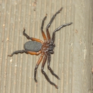 Hemicloea sp. (genus) at Hackett, ACT - 6 Apr 2019