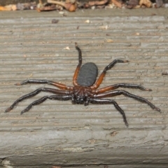 Hemicloea sp. (genus) at Hackett, ACT - 6 Apr 2019 12:52 PM