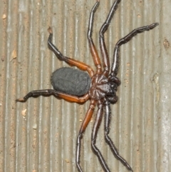 Hemicloea sp. (genus) at Hackett, ACT - 6 Apr 2019 12:52 PM