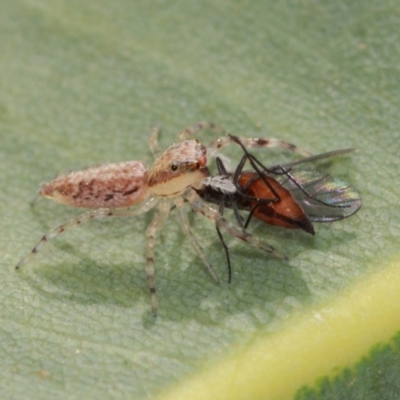 Helpis minitabunda (Threatening jumping spider) at Hackett, ACT - 4 Apr 2019 by TimL