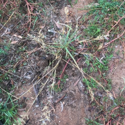 Eragrostis cilianensis (Stinkgrass) at Hughes Garran Woodland - 5 Apr 2019 by ruthkerruish