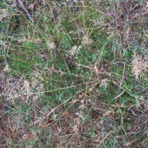 Eragrostis cilianensis at Hughes, ACT - 5 Apr 2019