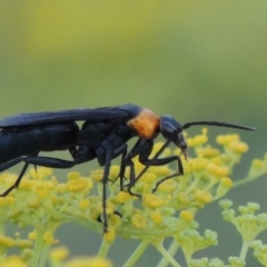 Ferreola handschini (Orange-collared Spider Wasp) at Paddys River, ACT - 19 Jan 2019 by michaelb