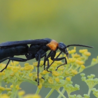 Ferreola handschini (Orange-collared Spider Wasp) at Point Hut to Tharwa - 19 Jan 2019 by michaelb