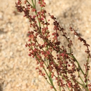 Rumex acetosella at Undefined, ACT - 6 Apr 2019