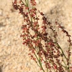 Rumex acetosella (Sheep Sorrel) at Undefined, ACT - 6 Apr 2019 by JaneR
