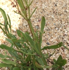 Rumex acetosella at Undefined, ACT - 6 Apr 2019