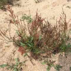 Rumex acetosella at Undefined, ACT - 6 Apr 2019