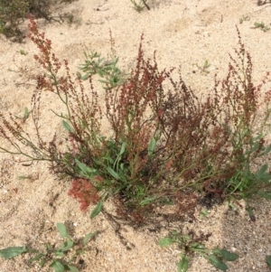 Rumex acetosella at Undefined, ACT - 6 Apr 2019