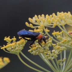 Ferreola handschini (Orange-collared Spider Wasp) at Point Hut to Tharwa - 17 Jan 2019 by michaelb