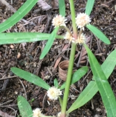 Alternanthera denticulata (Lesser Joyweed) at Undefined, ACT - 6 Apr 2019 by JaneR