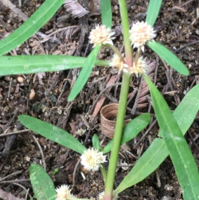 Alternanthera denticulata (Lesser Joyweed) at Undefined, ACT - 6 Apr 2019 by JaneR