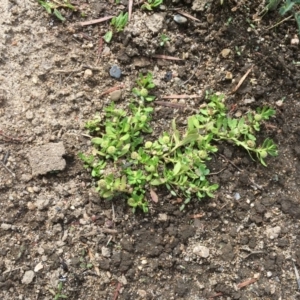 Centipeda minima subsp. minima at Undefined, ACT - 6 Apr 2019