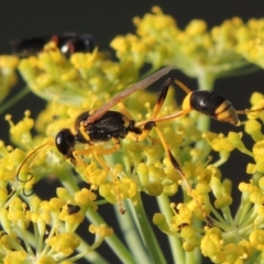 Sceliphron laetum (Common mud dauber wasp) at Point Hut to Tharwa - 29 Jan 2019 by michaelb