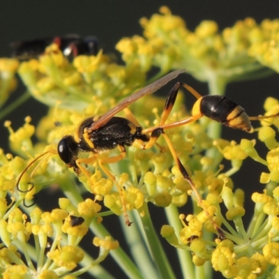 Sceliphron laetum (Common mud dauber wasp) at Paddys River, ACT - 29 Jan 2019 by michaelb