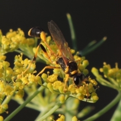 Sceliphron laetum at Paddys River, ACT - 29 Jan 2019