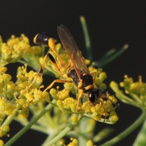 Sceliphron laetum at Paddys River, ACT - 29 Jan 2019