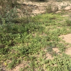 Citrullus amarus at Undefined, ACT - 6 Apr 2019