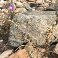 Epilobium billardiereanum (Willowherb) at Undefined, ACT - 6 Apr 2019 by JaneR