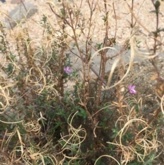 Epilobium billardiereanum at Undefined, ACT - 6 Apr 2019 02:45 PM