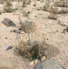 Epilobium billardiereanum at Undefined, ACT - 6 Apr 2019 02:45 PM