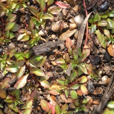 Ludwigia palustris (Marsh Purslane) at Undefined, ACT - 6 Apr 2019 by JaneR