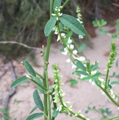 Melilotus albus (Bokhara) at Undefined, ACT - 6 Apr 2019 by JaneR