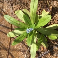 Myosotis laxa subsp. caespitosa (Water Forget-me-not) at The Angle, ACT - 6 Apr 2019 by JaneR