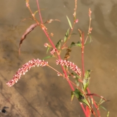 Persicaria decipiens (Slender Knotweed) at Undefined, ACT - 6 Apr 2019 by JaneR