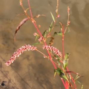 Persicaria decipiens at Undefined, ACT - 6 Apr 2019 03:27 PM