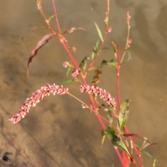 Persicaria decipiens (Slender Knotweed) at Undefined, ACT - 6 Apr 2019 by JaneR