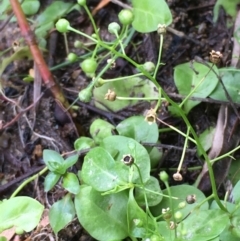 Samolus valerandi (Brookweed) at Williamsdale, NSW - 6 Apr 2019 by JaneR