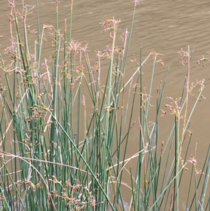 Schoenoplectus tabernaemontani at The Angle, ACT - 6 Apr 2019 02:25 PM