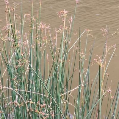 Schoenoplectus tabernaemontani (River Club-rush) at The Angle, ACT - 6 Apr 2019 by JaneR
