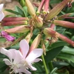 Saponaria officinalis (Soapwort, Bouncing Bet) at Undefined, ACT - 6 Apr 2019 by JaneR